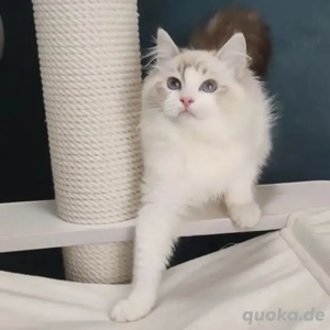 Verfügbare Ragdoll-Kätzchen 015738569265