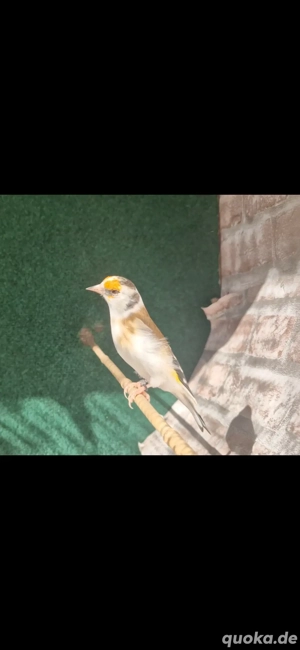 stieglitz schecke sciarpata aus 2024 zuchtweibchen 