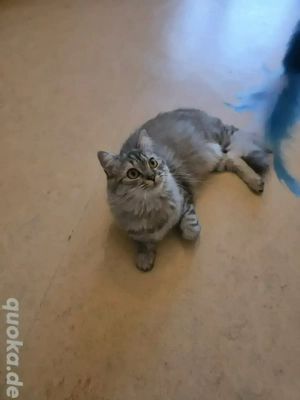 Zarte Britisch-Langhaar-Prinzessin Bell sucht ihr Für-Immer-Zuhause