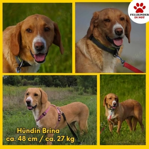 Brina Traumhund Mischling Hündin katzenverträglich kinderlieb sucht Zuhause oder Pflegestelle