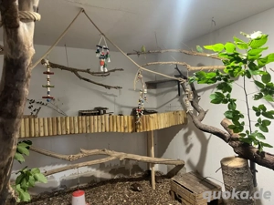 Biete ein Heim für Papageien Großsittiche