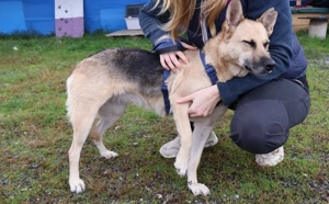 Zuhause gesucht für menschenbezogene Sheila