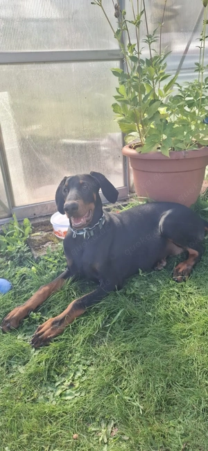 Rüde zu verkaufen wegen Krankheit des Besitzers 