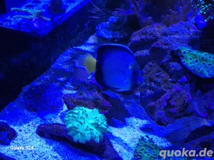 Indischer Rauchglas Kaiserfisch  Bild 3