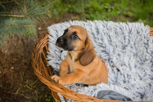 Welpe *BAILEYS* - ein kleines und goldiges Mädchen 
