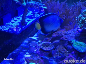 Indischer Rauchglas Kaiserfisch  Bild 2