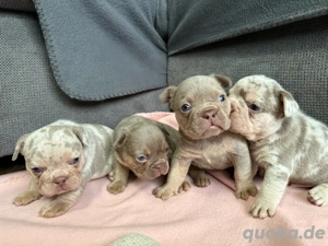 französische Bulldogge Welpen