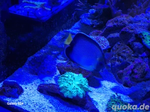 Indischer Rauchglas Kaiserfisch  Bild 4