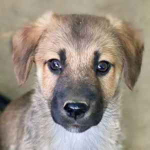 Cordon, geb. ca. 08 2025, lebt in GRIECHENLAND, auf einer privaten Pflegestelle 