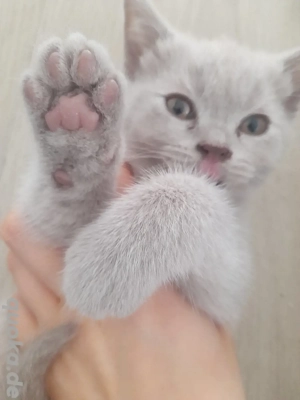 Bildschöne bkh kitten lilac creme 