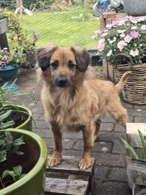 Kleine ängstliche Hope auf der Suche nach Sicherheit