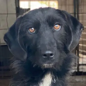 Erebus, geb. ca. 01 2025, lebt in GRIECHENLAND, im städt. Tierheim Serres 