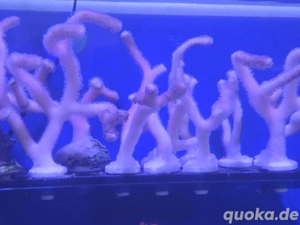 meerwasser korallen zum Tausch 