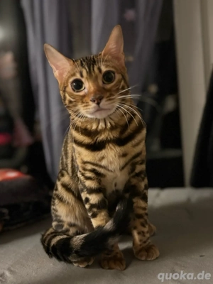6 monate alte Bengalweibchen