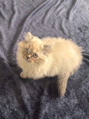 Wunderschöne, besondere BKH-Kitten suchen ein liebevolles Zuhause