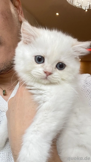 BKH Weißer Baby Kater