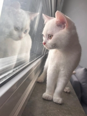 Wunderschöner BKH-Kater sucht liebevolles Zuhause