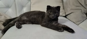 Süßer 5 Monate alter Kater zu verkaufen   200 