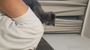    Liebevoller Britisch-Schottischer Kater, 6 Monate   Komplett mit Zubehör!   