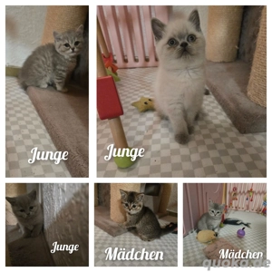 BKH Kitten ab sofort 