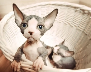 Suche: Weibliche Sphynx-Kitten Jungkatze familienfreundlich, gesund. 