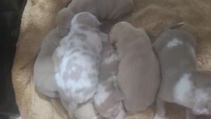 American bully welpen 5. November erblickten die kleinen das Licht der Welt 