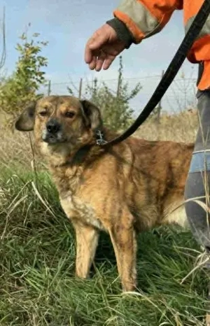 Lieber Pechvogel Rico sucht das Glück