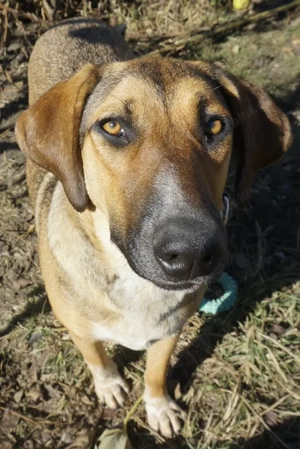 Sabrina, geb. ca. 07 2022, lebt in GRIECHENLAND, auf einer privaten Pflegestelle 