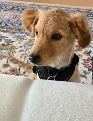 Ted - Lagotto Retriever Mix