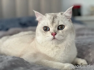 Britisch Kurzhaar Katzen