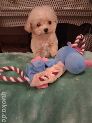 Süsse Maltipoo s
