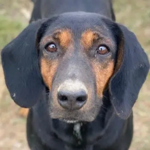 Priska, geb. ca. 08 2021, lebt in GRIECHENLAND, im städt. Tierheim Serres