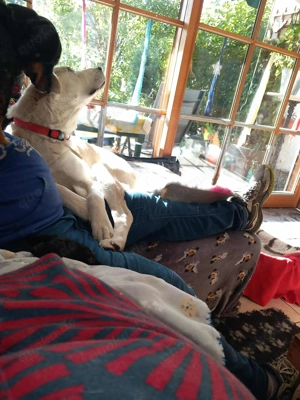 Traumhund Luna große Hündin Mischling katzenverträglich sucht Zuhause für immer Bild 8