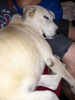 Traumhund Luna große Hündin Mischling katzenverträglich sucht Zuhause für immer Bild 6