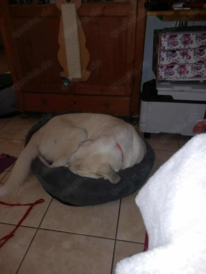 Traumhund Luna große Hündin Mischling katzenverträglich sucht Zuhause für immer Bild 9
