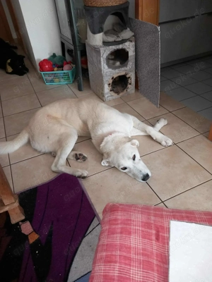 Traumhund Luna große Hündin Mischling katzenverträglich sucht Zuhause für immer Bild 4