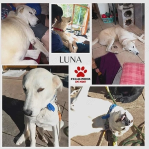Traumhund Luna große Hündin Mischling katzenverträglich sucht Zuhause für immer