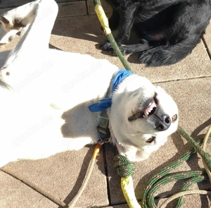 Traumhund Luna große Hündin Mischling katzenverträglich sucht Zuhause für immer Bild 2