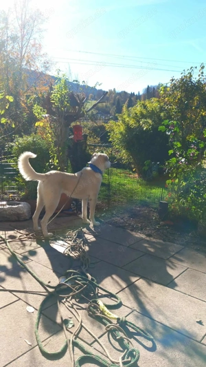 Traumhund Luna große Hündin Mischling katzenverträglich sucht Zuhause für immer Bild 11