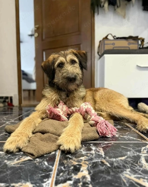 Hübscher Murphy sucht sein eigenes Körbchen