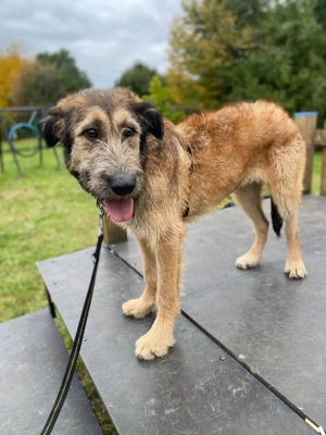 Hübscher Murphy sucht sein eigenes Körbchen