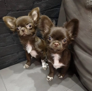 Chihuahua Welpen reinrassig 