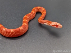 Kornnatter Fire pied sided Männchen 