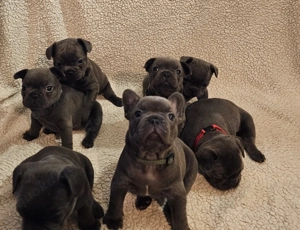 Französische Bulldoggen mit Ahnentafel