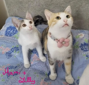 6 Katzen zu vermitteln (Straßenfund)