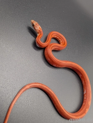 Kornnatter Hypo bloodred pied sided striped