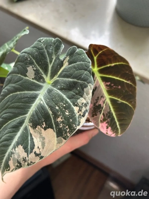 Alocasia Black Velvet pink Rhizome