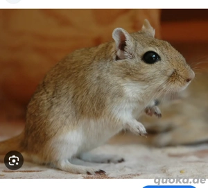 2 Rennmäuse abzugeben 