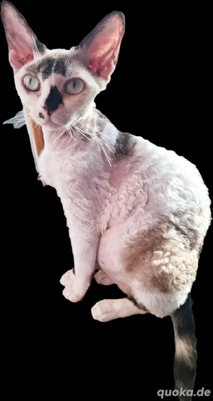 Devonrex  sehr süße Mädchen 