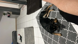 Französische Bulldogge Mischling - Balou Bild 2